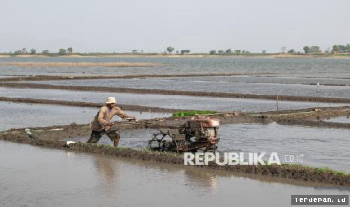 JAKARTA — Pemerintah Perkuat Program Asuransi Usaha Tani Padi