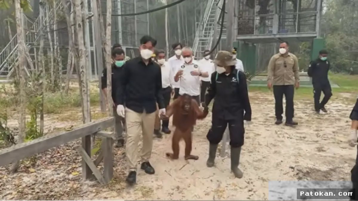 Gibran Soroti Nasib Orangutan Terdampak Karhutla di Kalimantan