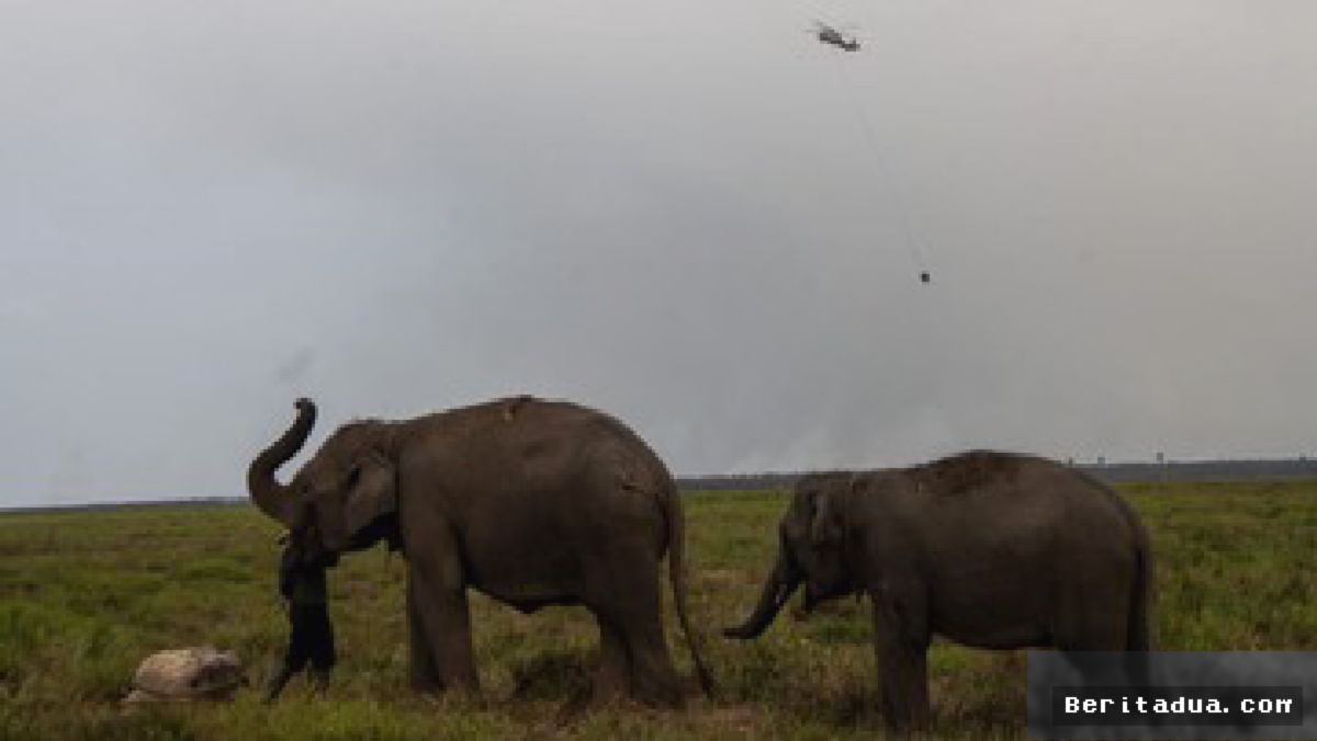 Padang Sugihan — Karhutla Ancam Kelangsungan Habitat Gajah Sumatra