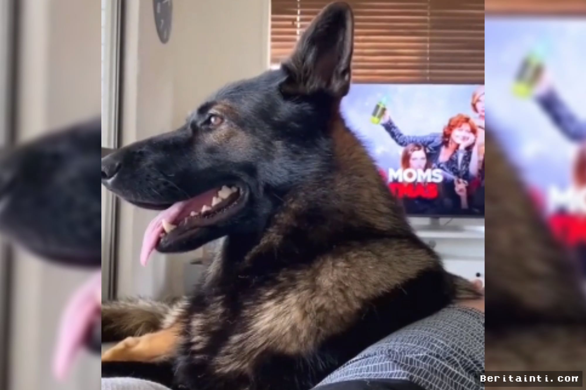 Video Viral Buktikan Refleks Anjing Pelacak K9 Bertahan Meski Pensiun