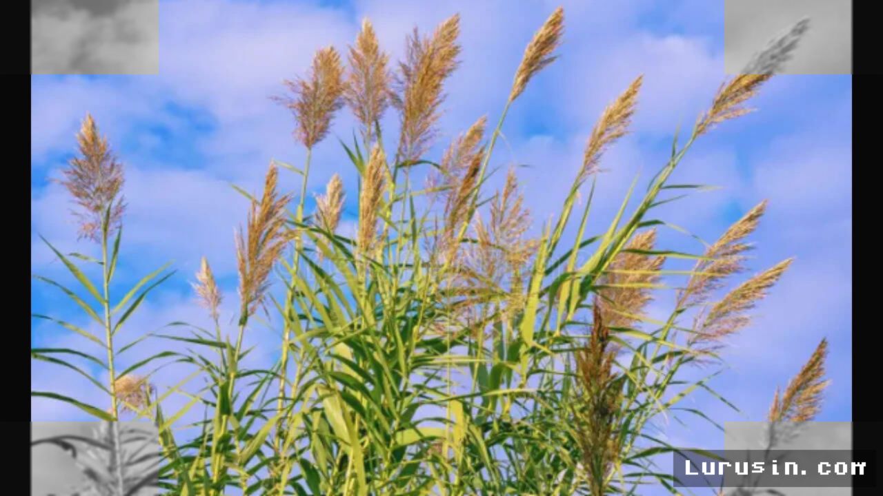 CALIFORNIA — Gulma Invasif Giant Reed Picu Lonjakan Risiko Karhutla
