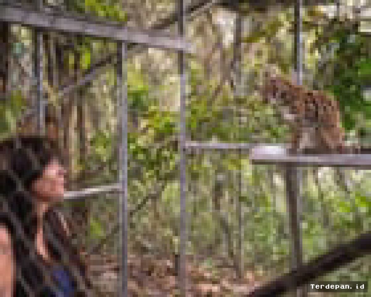 Spesies Kucing Liar Baru Ditemukan di Hutan Awan Bolivia