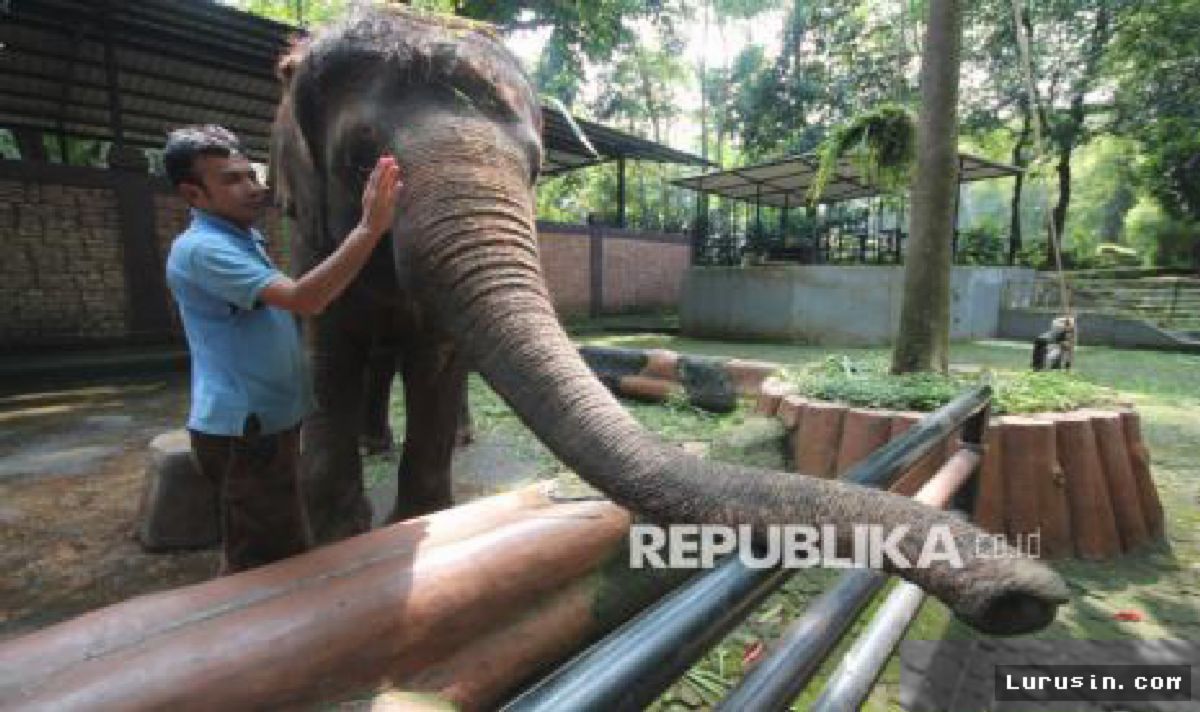 BANDUNG — Debu Vulkanik Krakatau Lumpuhkan Wisata Lembang dan Bandung Zoo