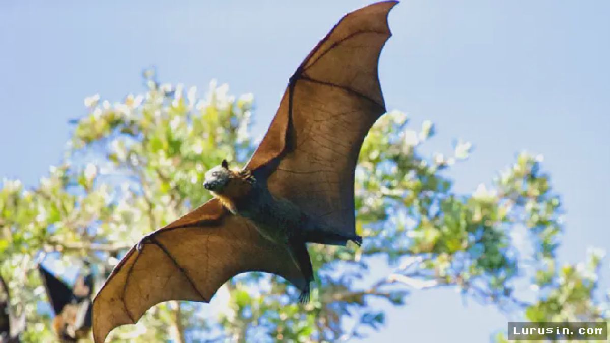 Riset Ungkap Ancaman Zoonosis Kelelawar Akibat Kerusakan Hutan Indonesia