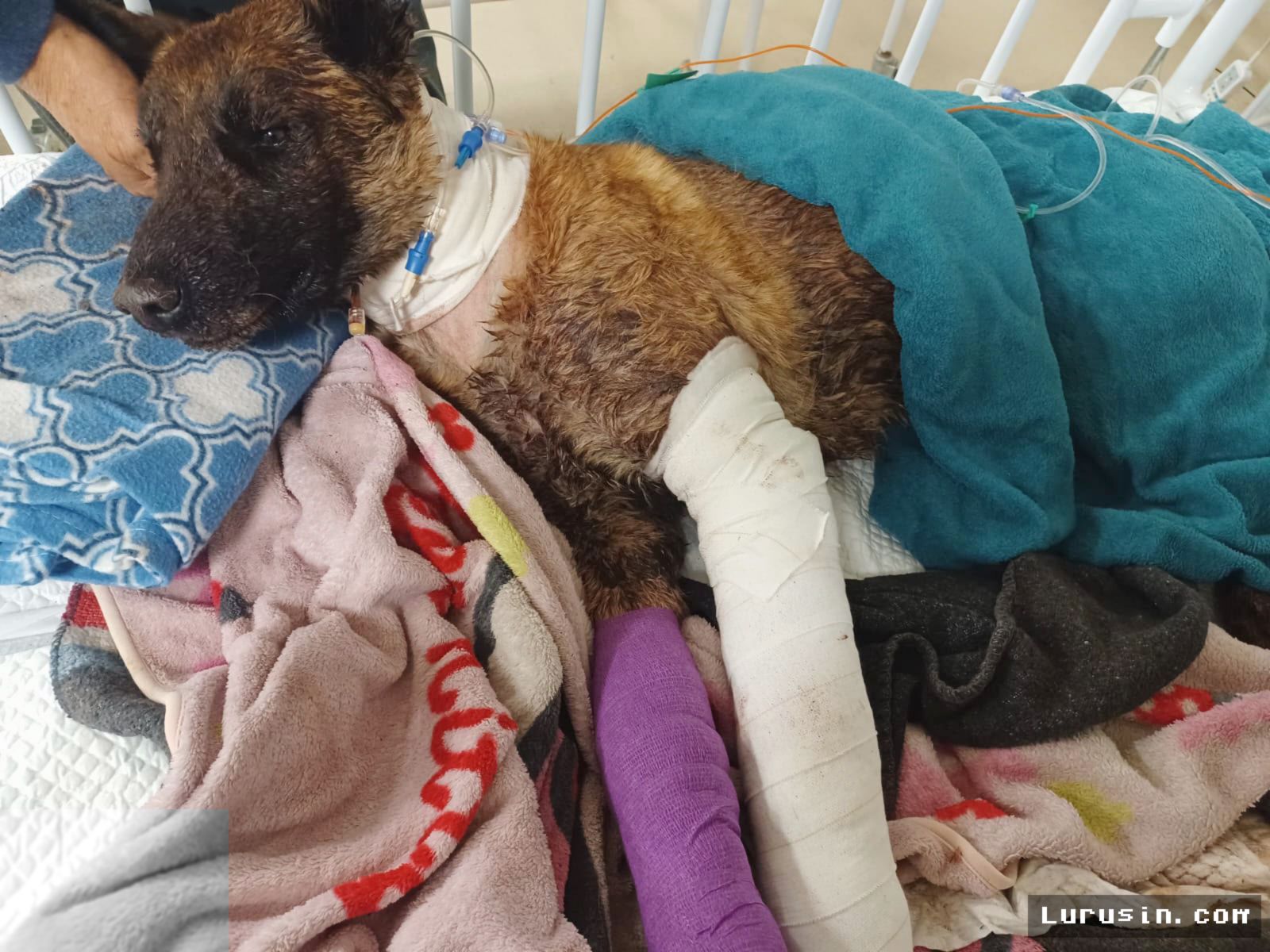 AFRIKA SELATAN — Kematian Anjing Sky Membongkar Kelalaian Perawatan K9 Polisi