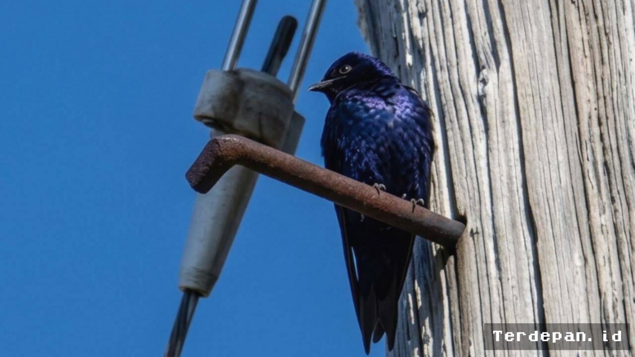 California Bersihkan 400 Ton Sampah demi Lindungi Habitat Burung Langka
