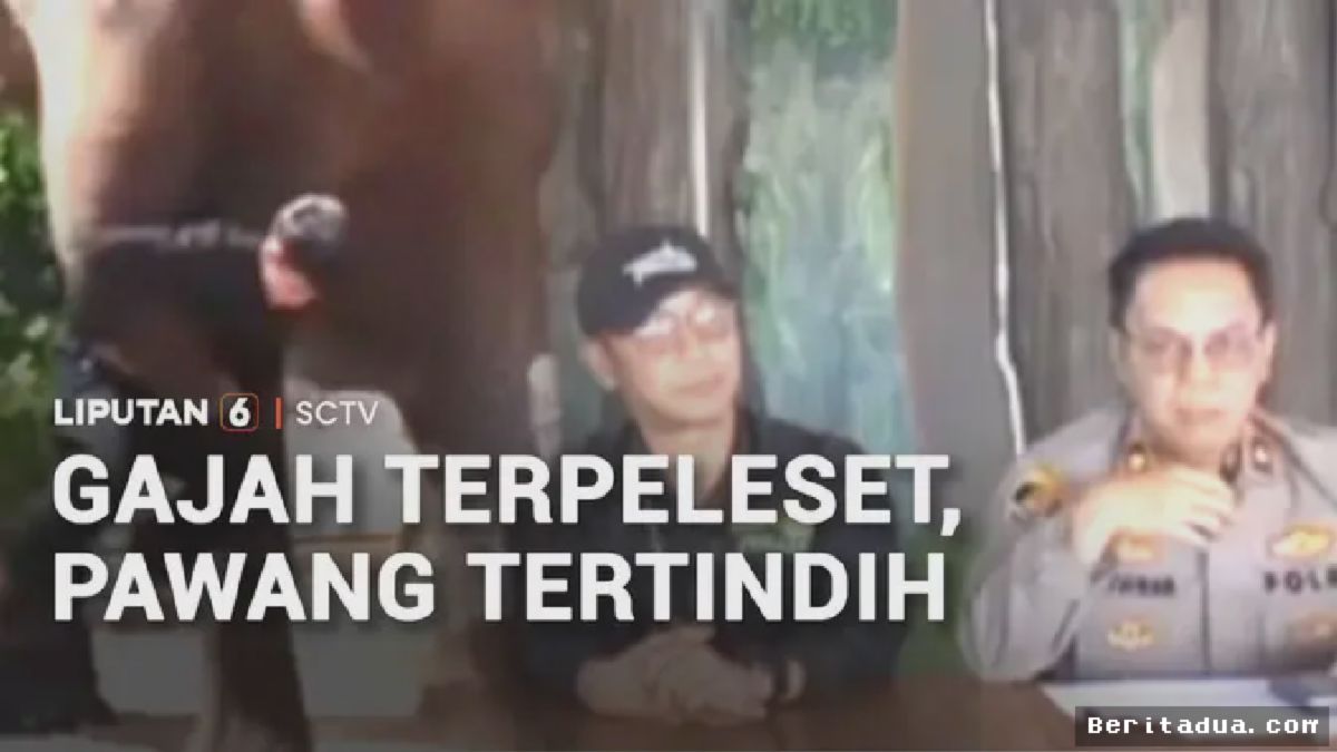 LEMBANG — Pawang Gajah Park Zoo Mengalami Patah Tulang Parah
