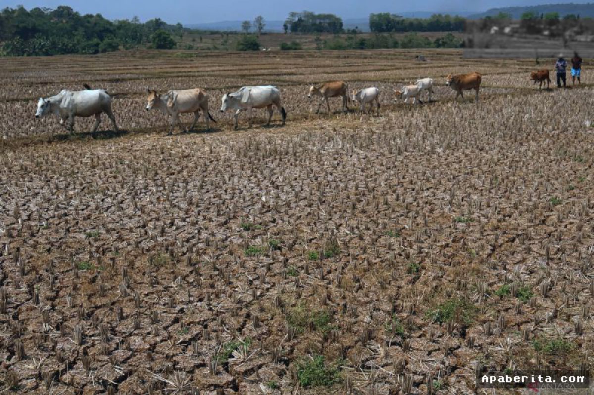 El Nino Paksa Satwa Liar Perluas Wilayah Jelajah Mencari Air