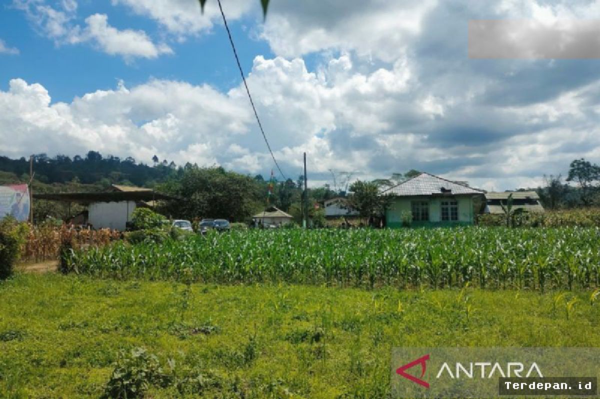 Bengkulu: 3.600 Hektare Sawah di Rejang Lebong Terancam Kekeringan