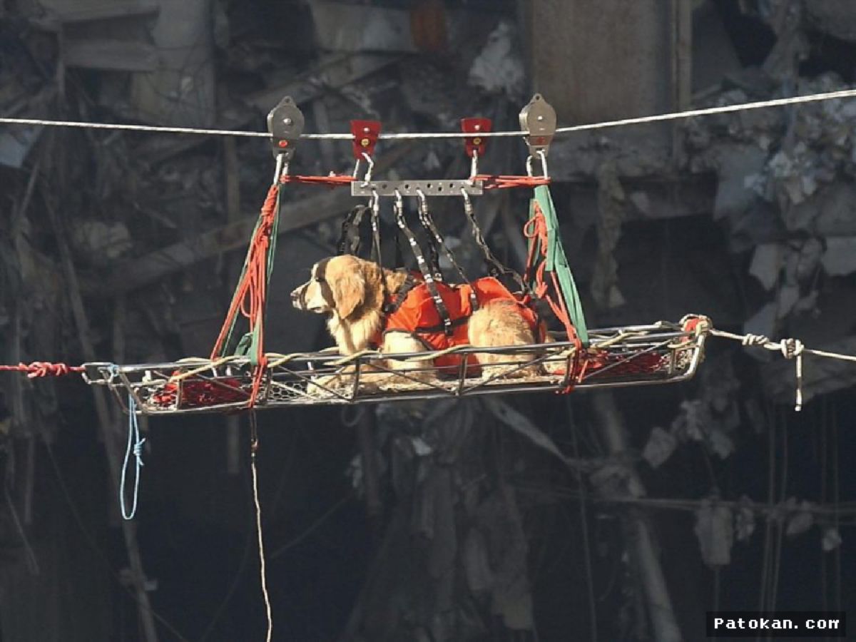 NEW YORK — Anjing Pelacak Ground Zero Dikenang atas Jasa Tragedi 9/11