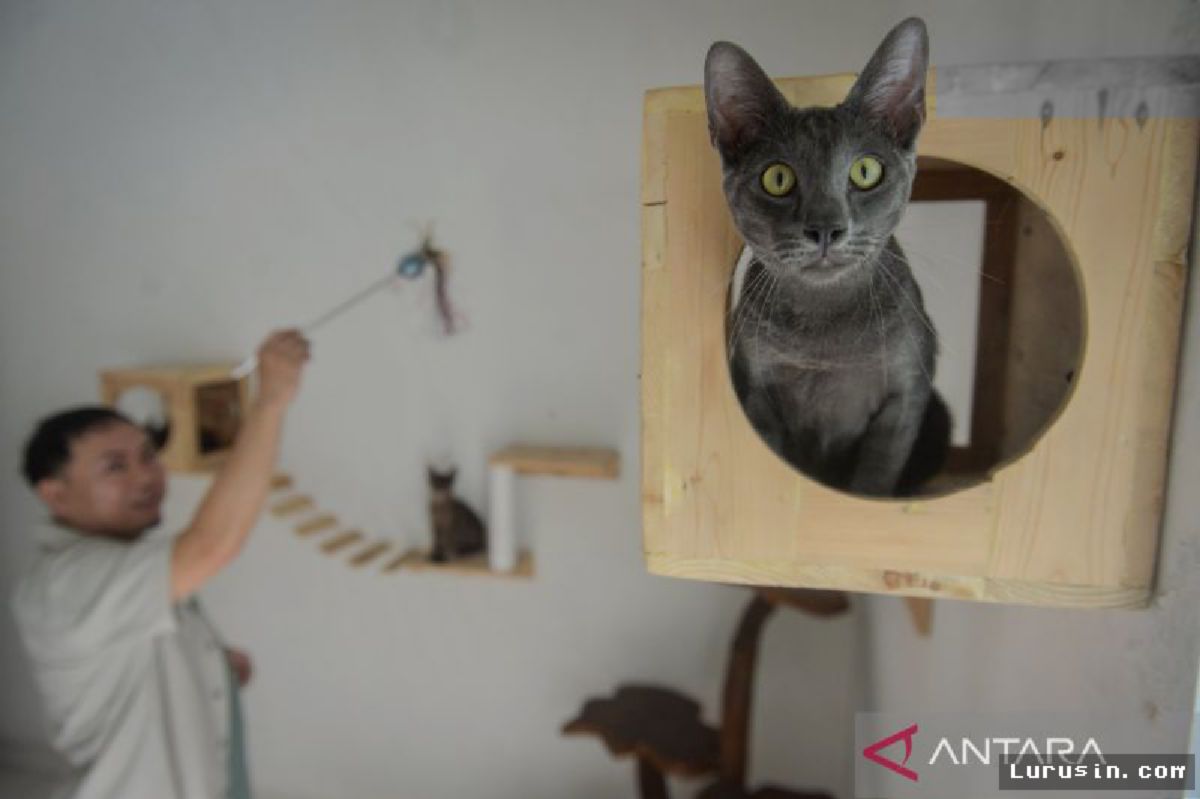 Kucing Busok Asli Madura Jadi Sorotan Pelestarian Satwa Endemik