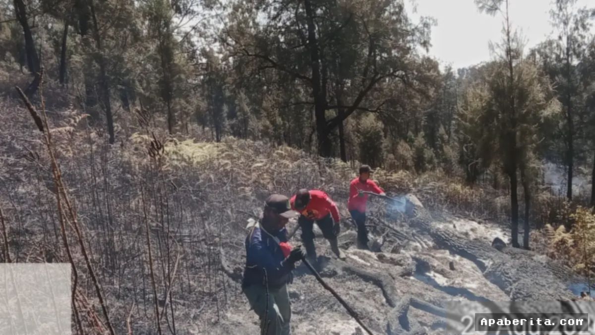 MAGETAN — BPBD Jatim Berhasil Padamkan Kebakaran di Gunung Lawu