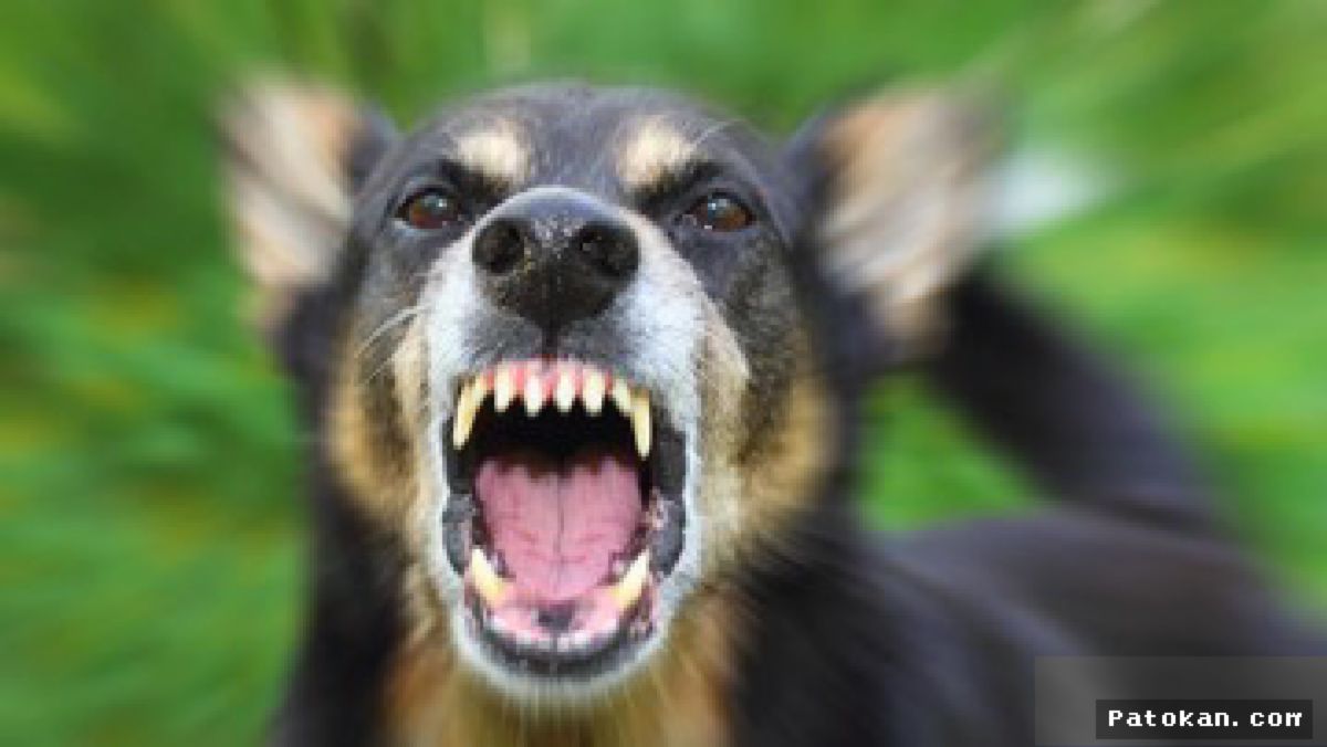 Masyarakat Diimbau Waspadai Ciri Anjing Terinfeksi Virus Rabies