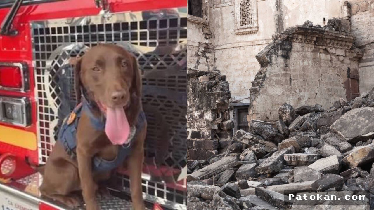 ANJING PENYELAMAT — Joey Masuk Nominasi Penghargaan Usai Selamatkan Tiga Korban