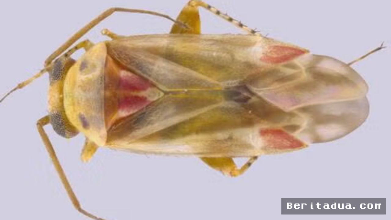 Australia — Peneliti Namai Genus Serangga Baru dari Taylor Swift