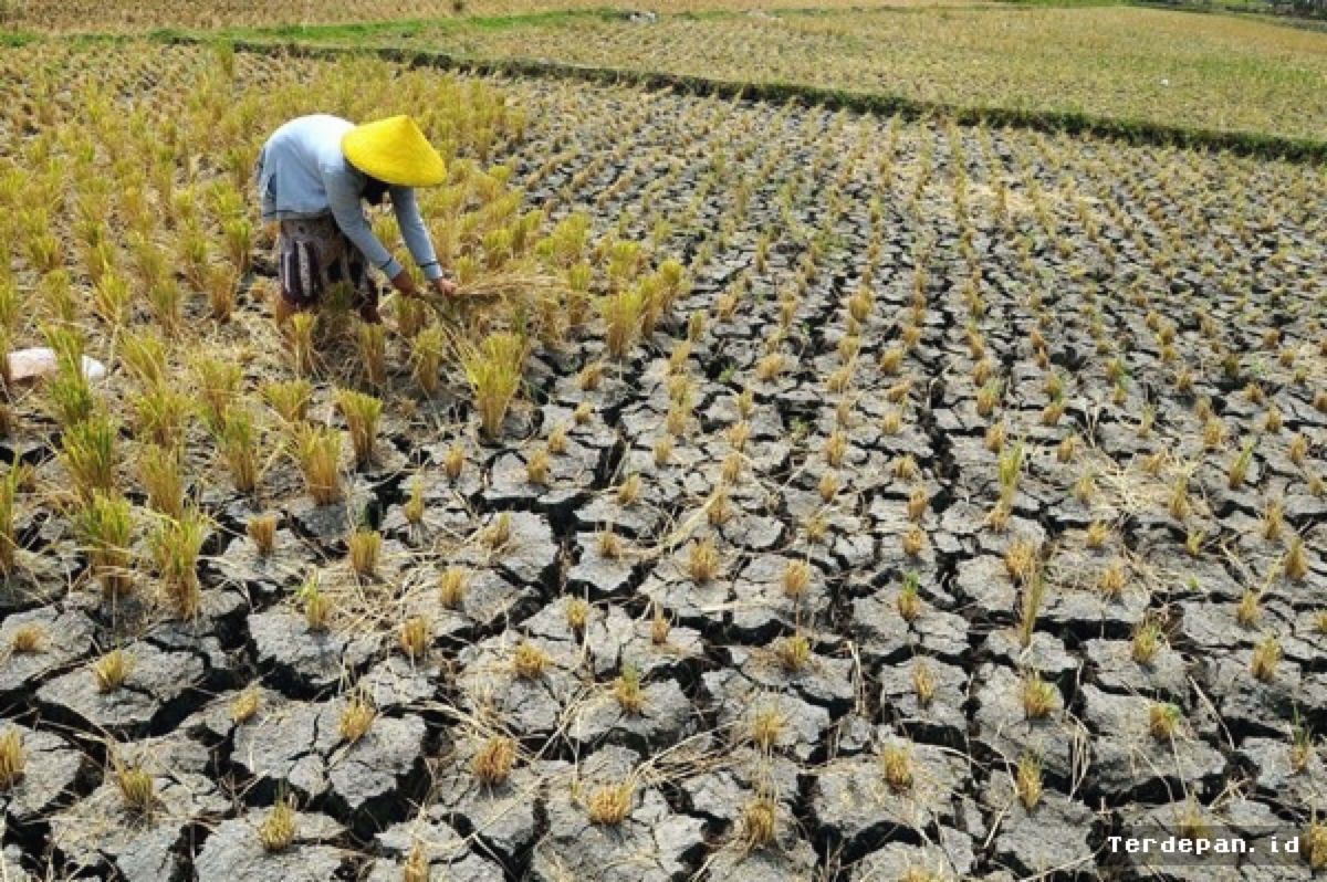 El Nino Geser Kalender Tani, Ketahanan Pangan Terancam