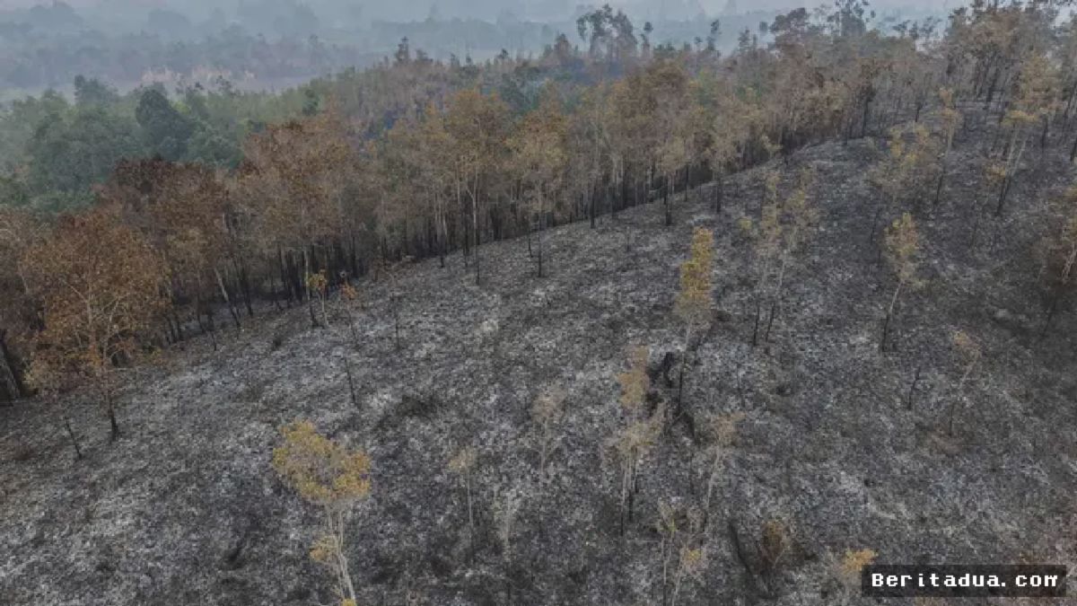KAPUAS HULU — Kebakaran Hutan Meluas di Kalimantan Barat