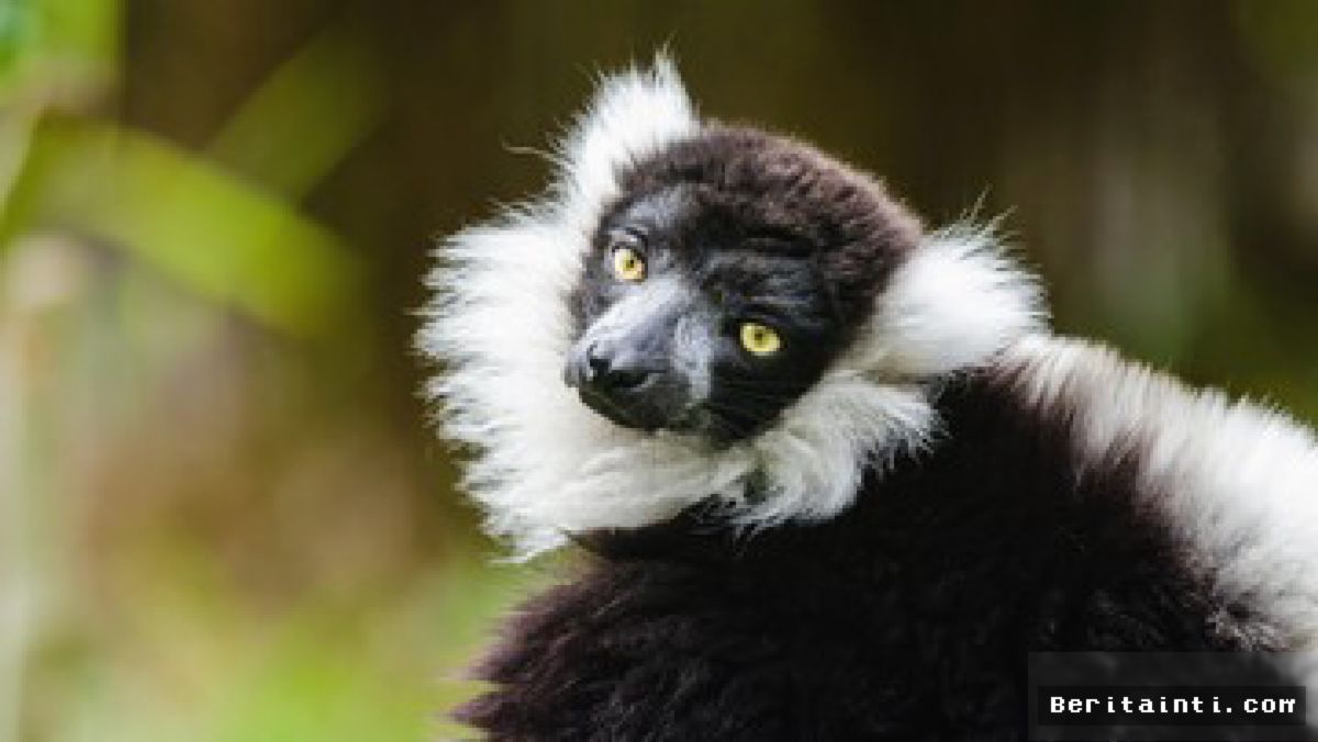 BANGLADESH — Dua Lemur Curian Ditemukan di Kebun Binatang India