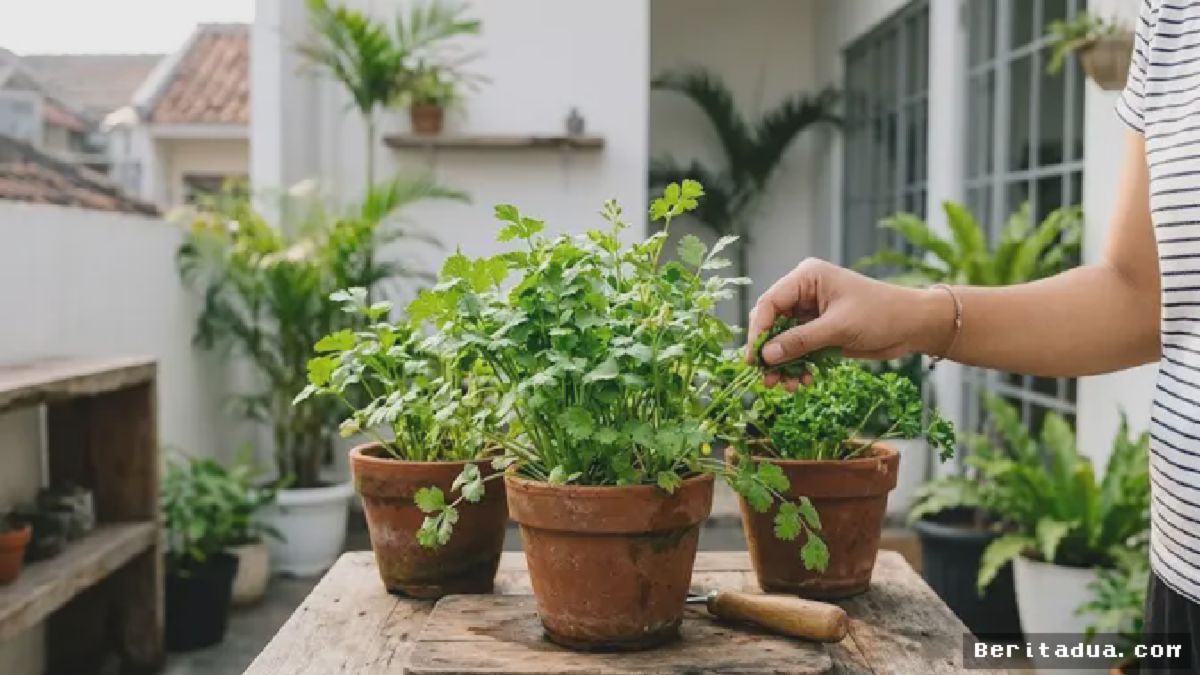 JAKARTA — Urban Farming Daun Ketumbar Tekan Pengeluaran Dapur Rumah Tangga