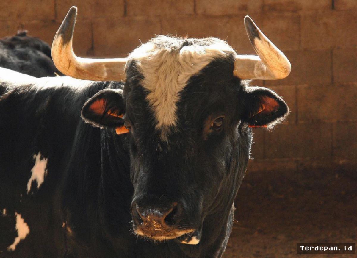 SPANYOL — Pria Diseruduk Banteng Saat Festival di Valencia