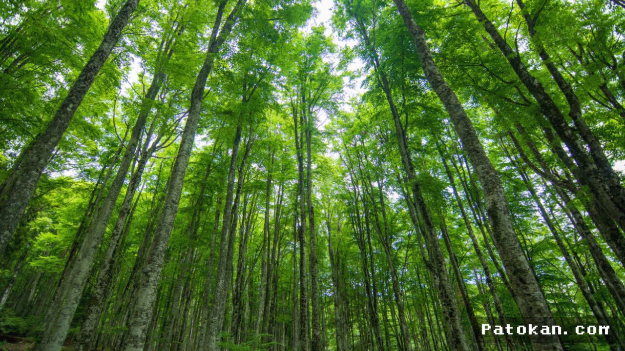 AS — Pohon Minnesota Beradaptasi Pemanasan Global dan Pangkas Emisi Karbon