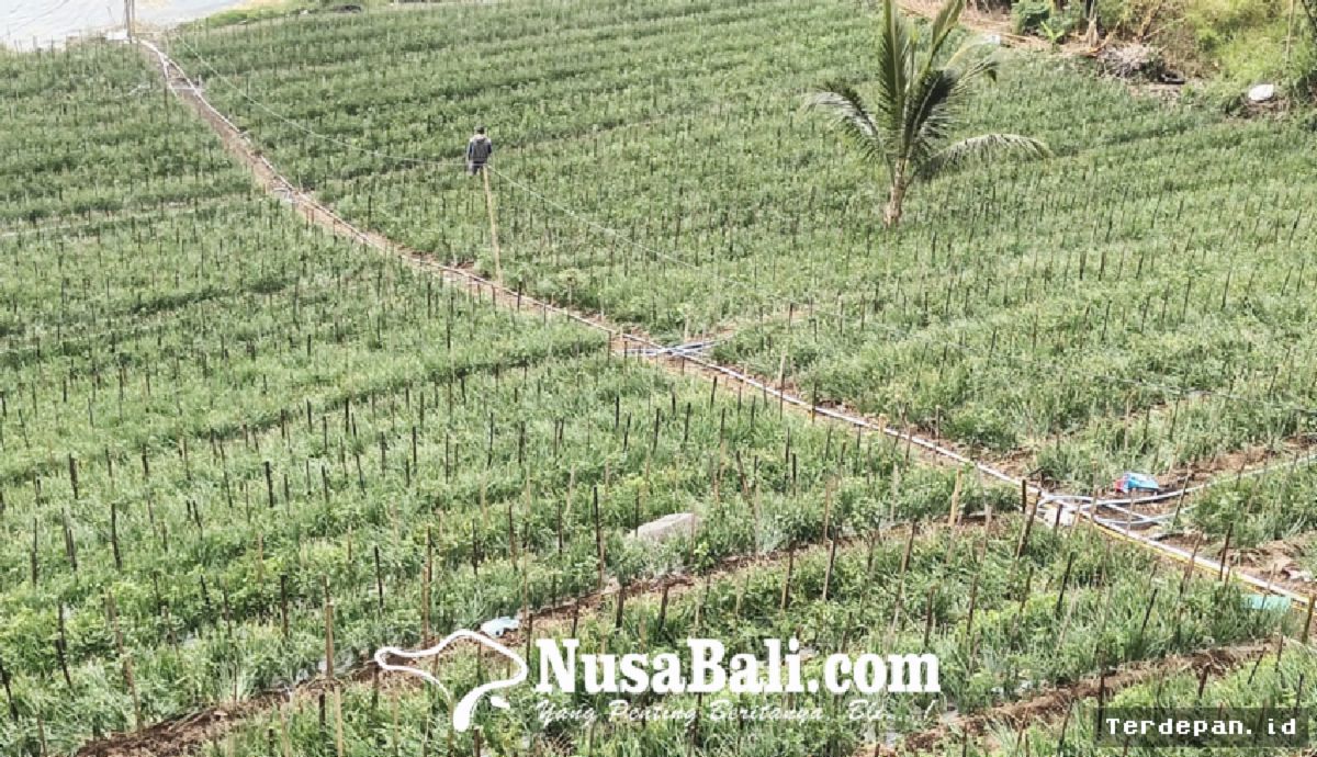 BANGLI — Petani Bawang Merah Kintamani Keluhkan Lonjakan Biaya Produksi