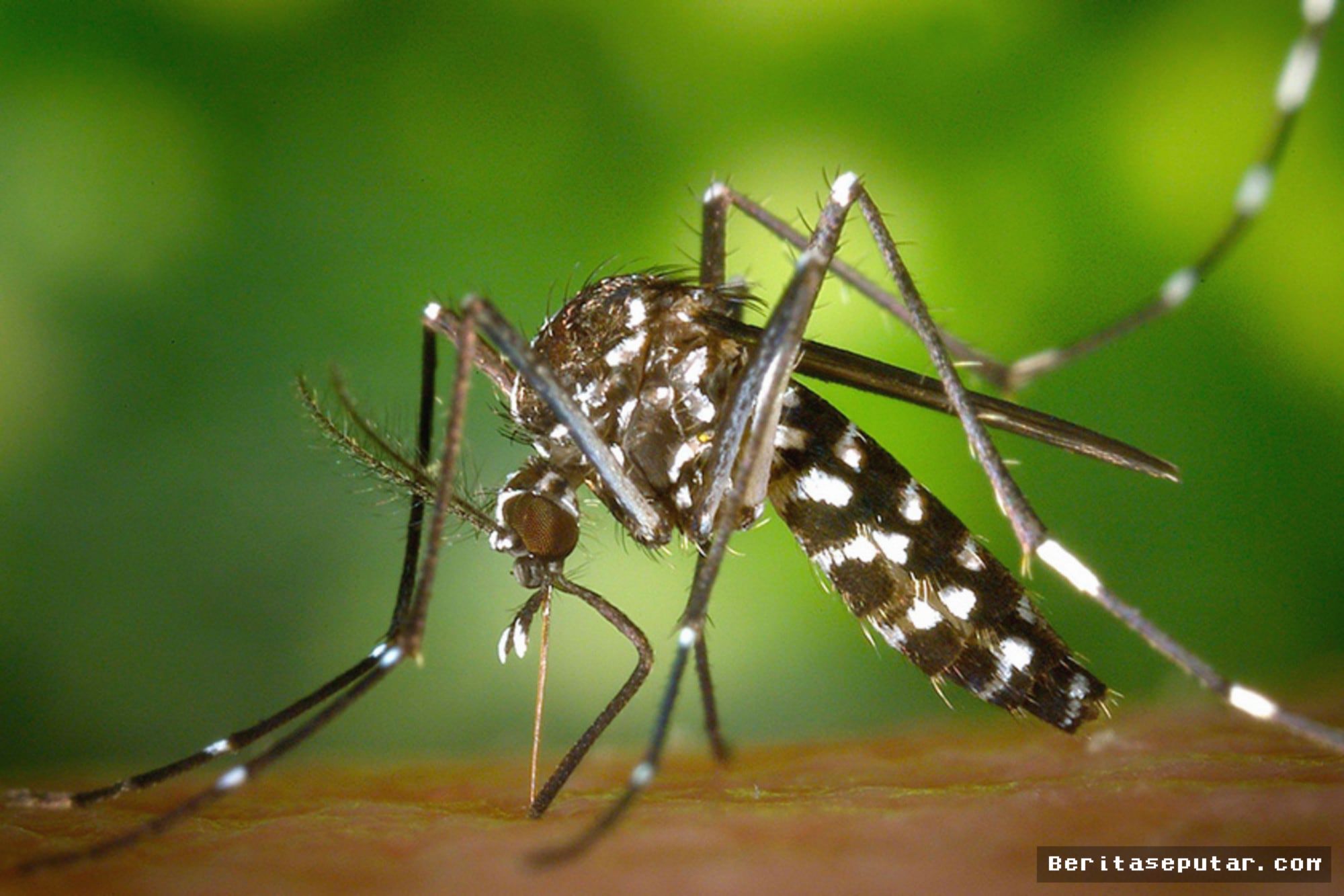 ARGENTINA — Peneliti Kembangkan Vaksin Unik yang Mampu Matikan Nyamuk Dengue