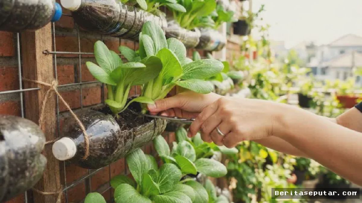 JAKARTA — Warga Perkotaan Kembangkan Metode Tanam Pakcoy Pakai Botol Bekas