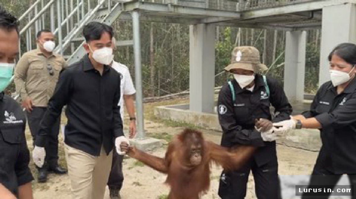 PALANGKA RAYA — Gibran Tinjau Rehabilitasi Orangutan Nyaru Menteng Pasca-Karhutla