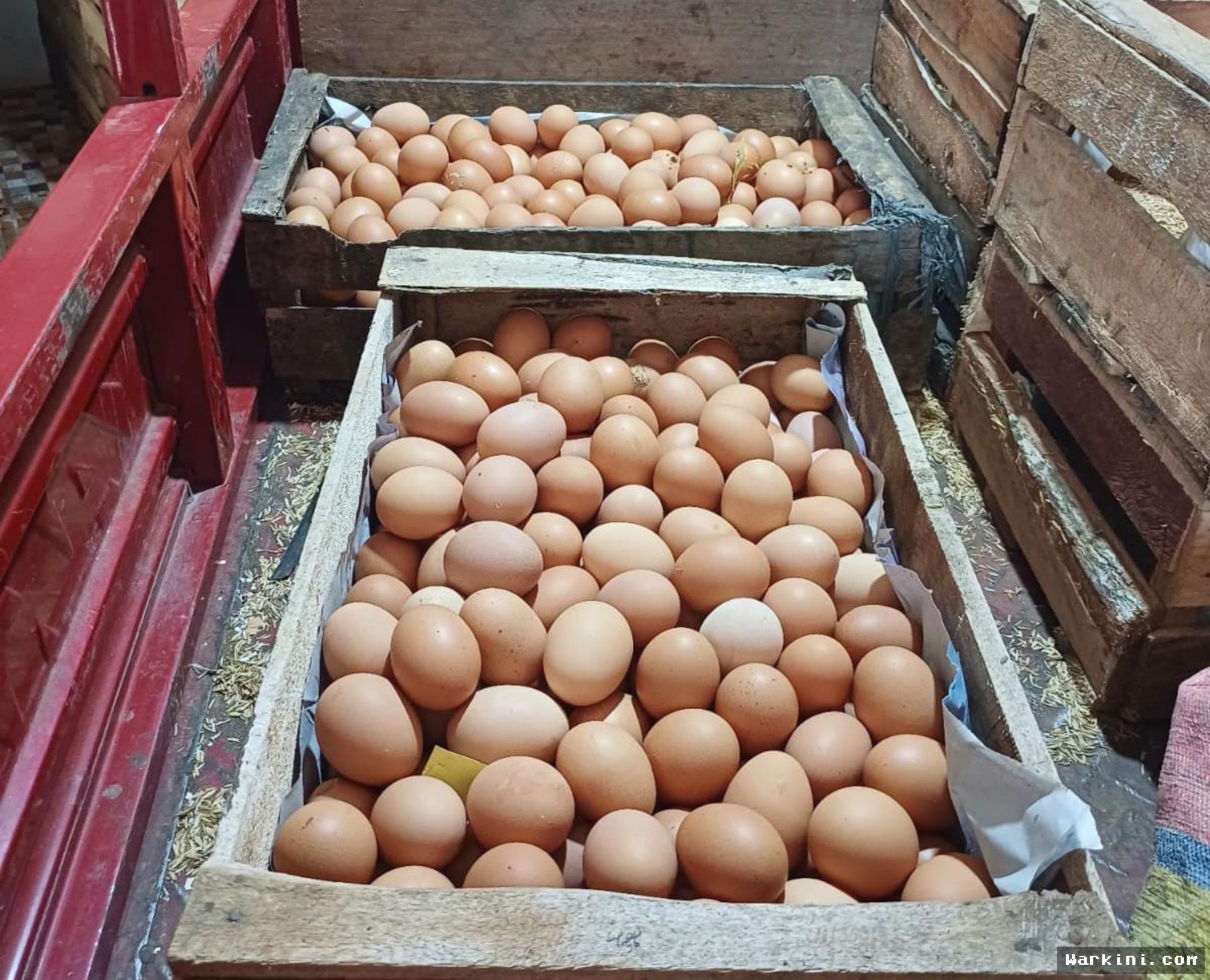 Peternak Telur di Sumsel Terancam Gulung Tikar Akibat Biaya Melonjak