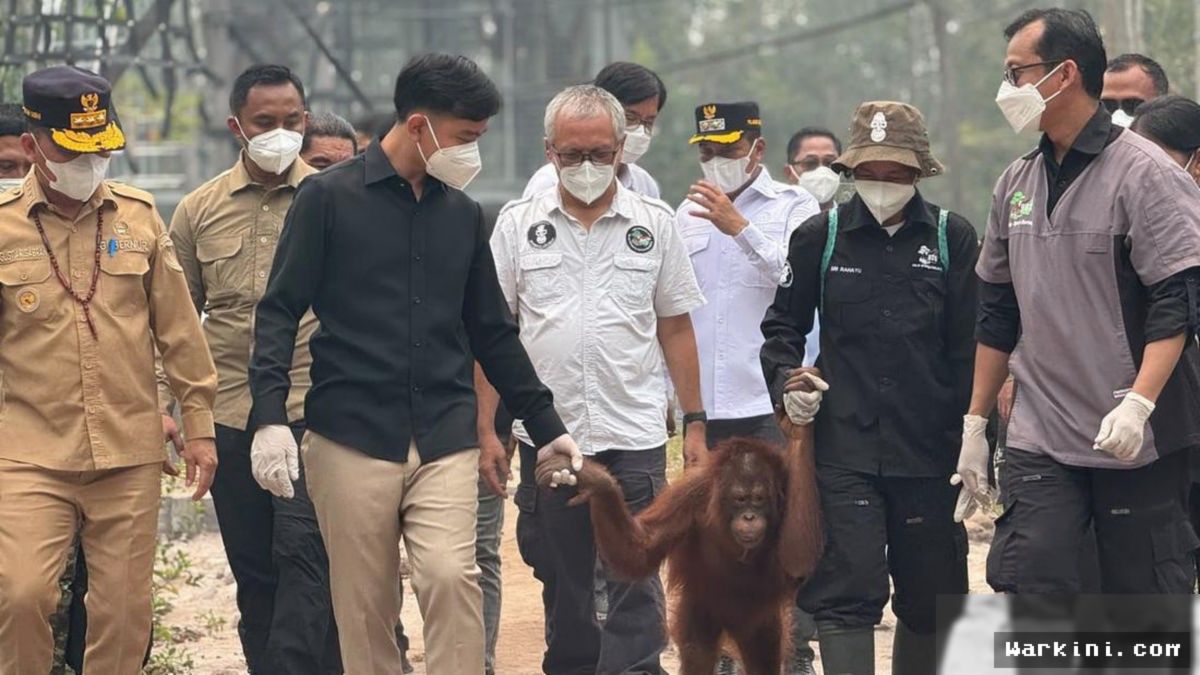 Wapres Gibran Gandeng Orangutan Saat Tinjau Pusat Rehabilitasi Nyaru Menteng