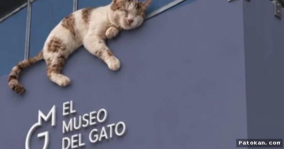 Meksiko Buka Museum Kucing Pertama Berteknologi Imersif dan Edukatif