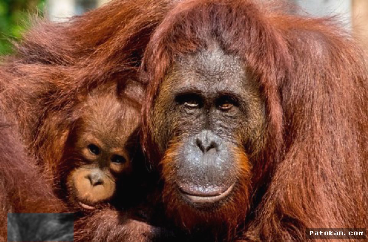 INDIA — Penemuan Lima Bayi Orangutan Ungkap Perdagangan Satwa Liar