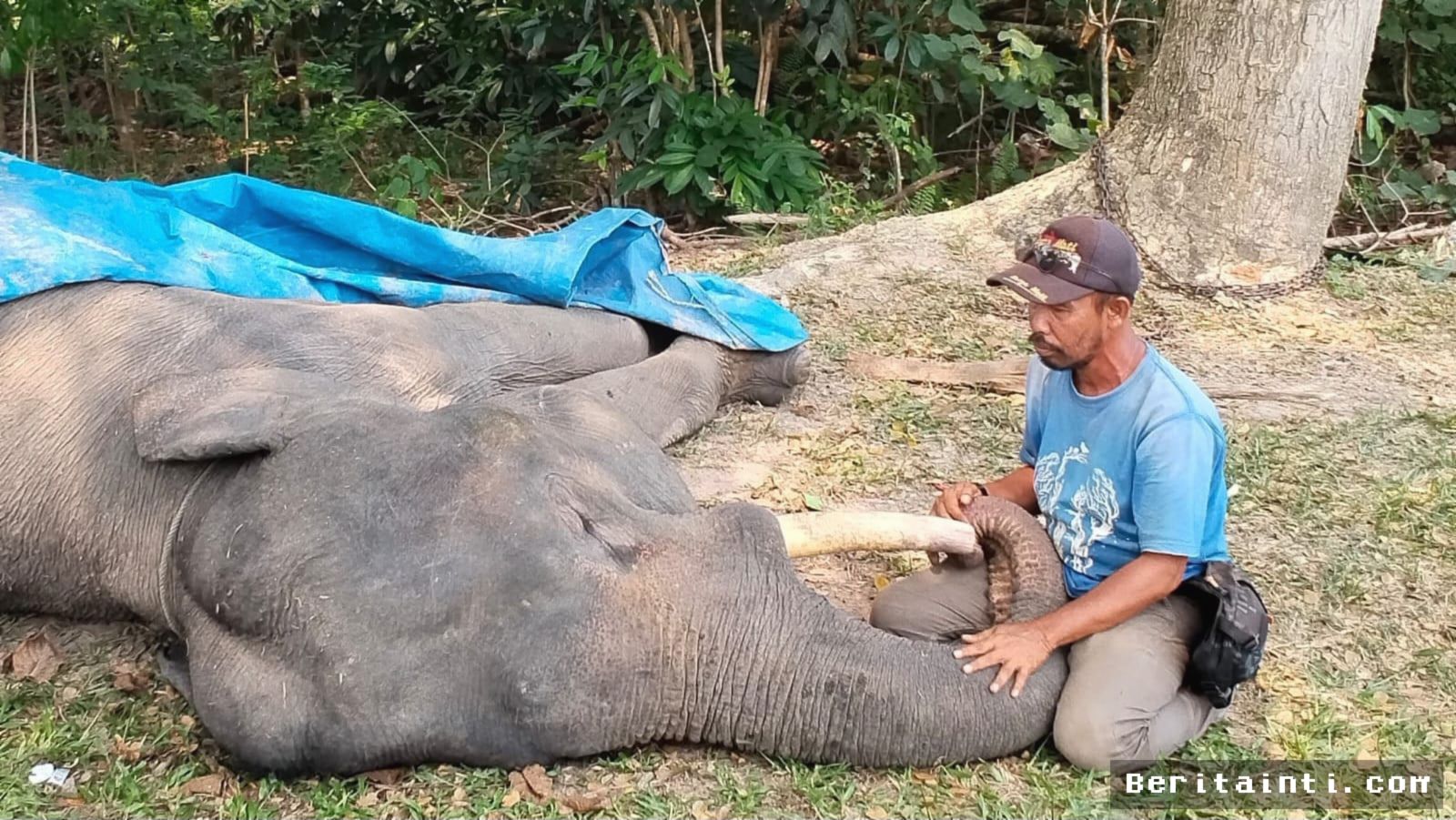 Gajah Sumatra Binaan PLG Minas Mati pada Usia 17 Tahun