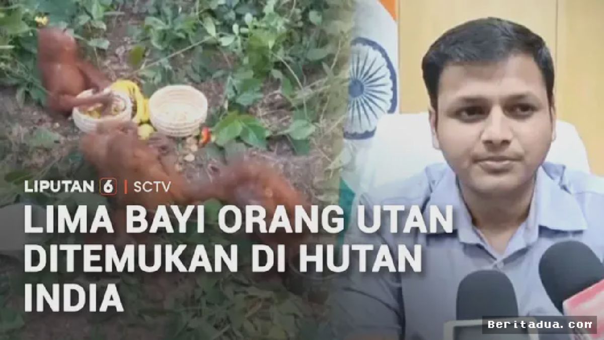 Lima Bayi Orangutan Ditemukan di Hutan India, Dugaan Penyelundupan Menguat