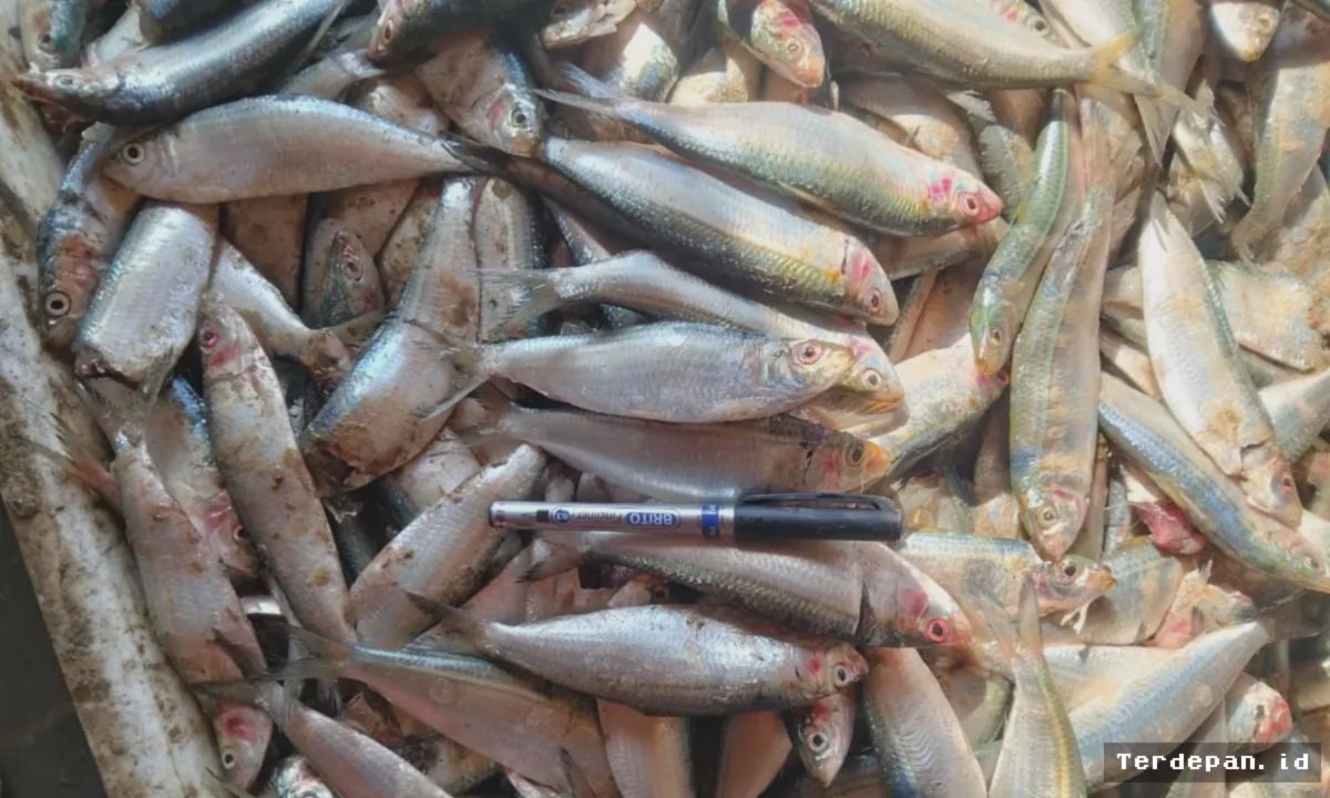BALOCHISTAN — Nelayan Melawan Eksploitasi Ikan Beechum demi Menjaga Ekosistem Laut