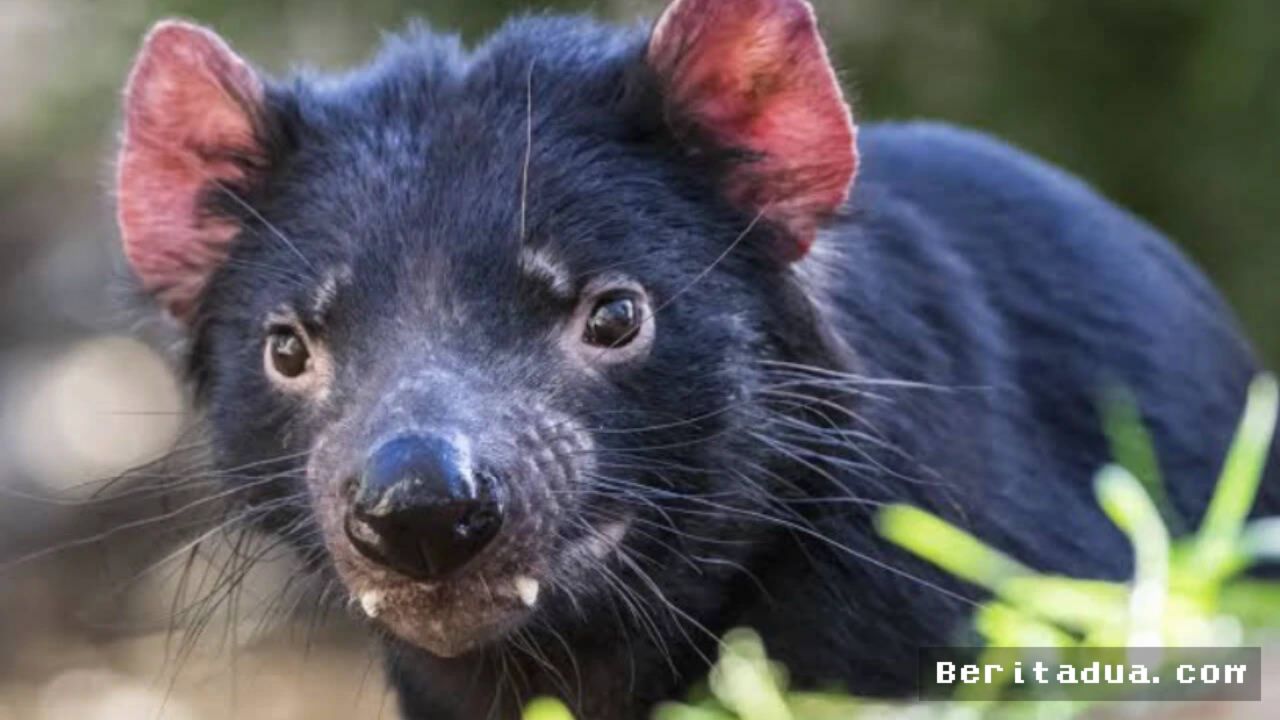 Relokasi Tasmanian Devil di Pulau Maria Musnahkan 3.000 Pasang Penguin