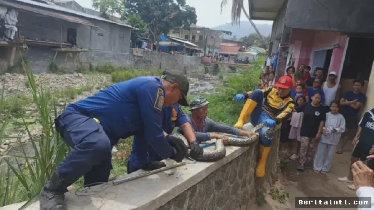 Damkar Sukabumi Berhasil Evakuasi Ular Sanca 4 Meter di Palabuhanratu