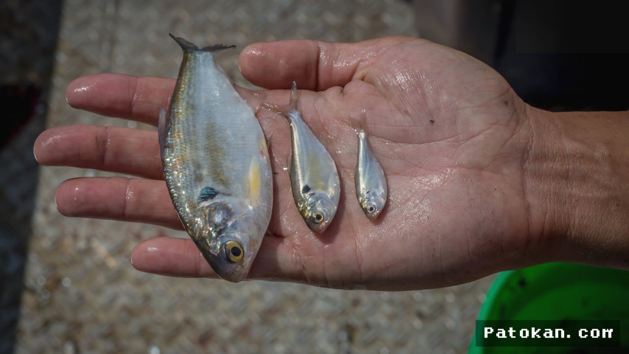 Kanada — Invasi Jutaan Ikan Uji Keselamatan Pembangkit Nuklir Terbesar
