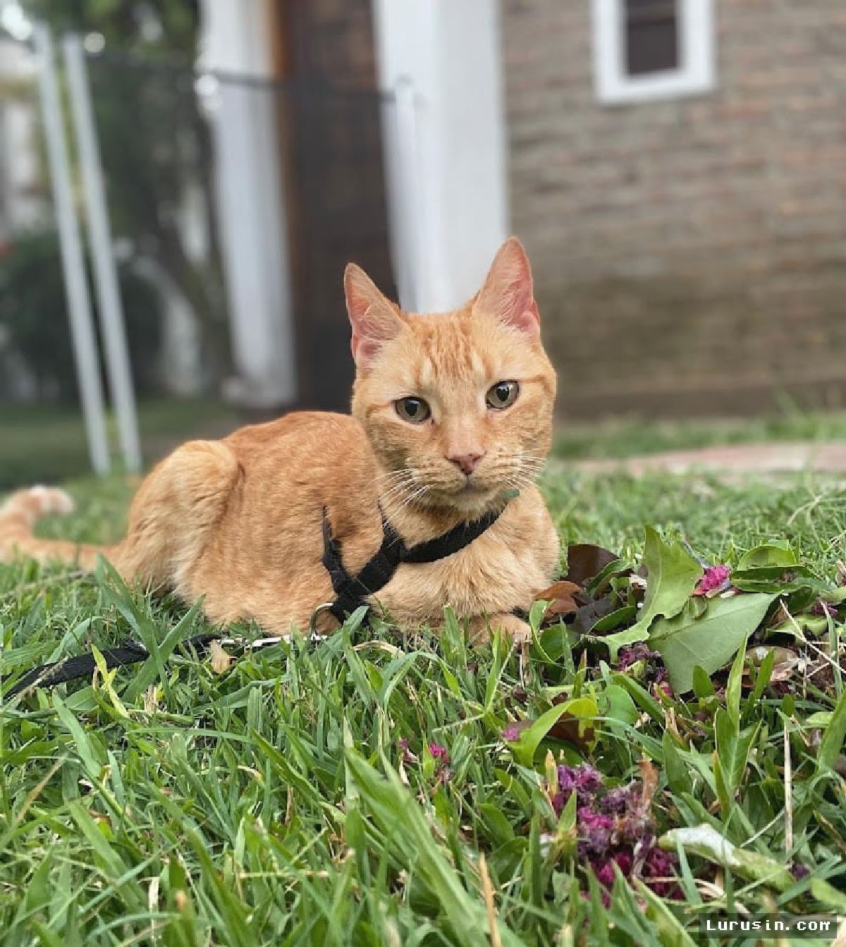 BUENOS AIRES — Kucing Oranye Adopsi Ubah Metode Terapi Psikolog