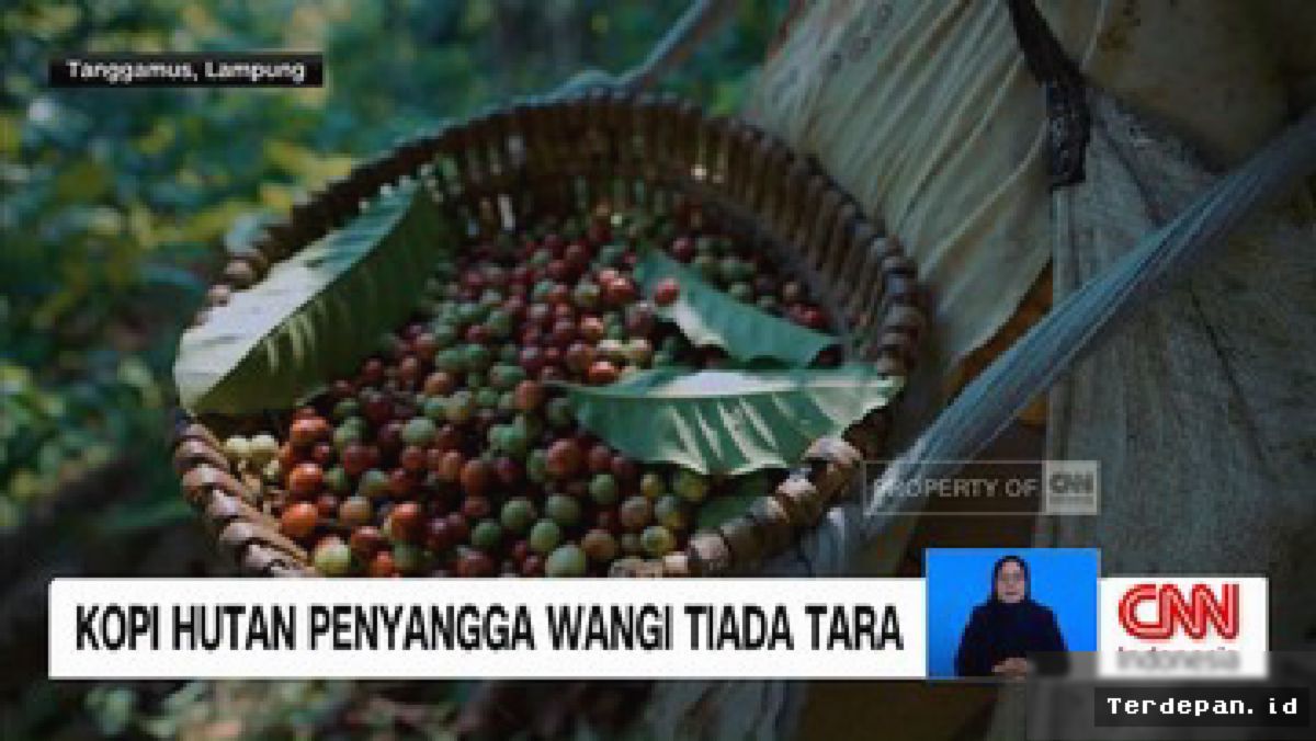 Kopi Hutan Penyangga Dorong Kelestarian Lingkungan dan Ekonomi Lokal