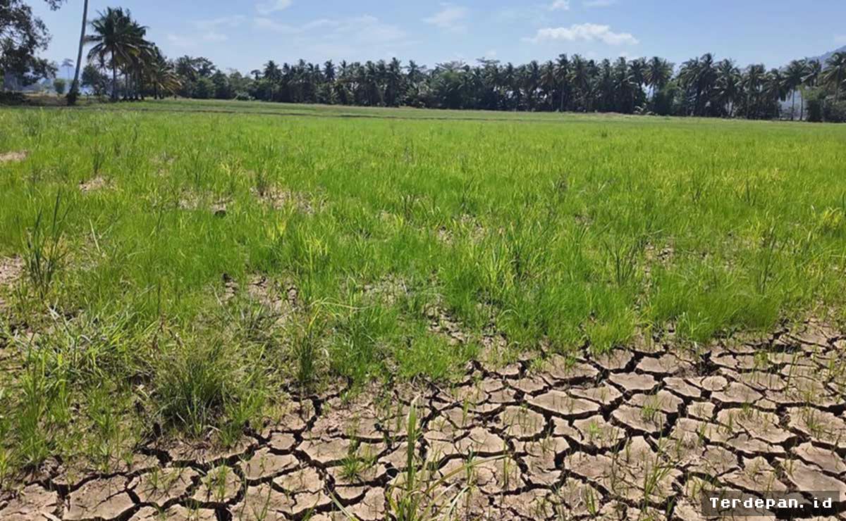 Dampak El Nino, Petani Agusan del Sur Terpaksa Membiarkan Lahan Mengering