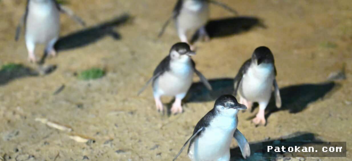 Satu Juta Vaksin H5N1 Diberikan ke Penguin di Tengah Ancaman Anjing Laut