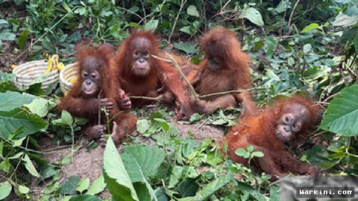 RI Upayakan Repatriasi Lima Bayi Orang Utan Terelantar di India