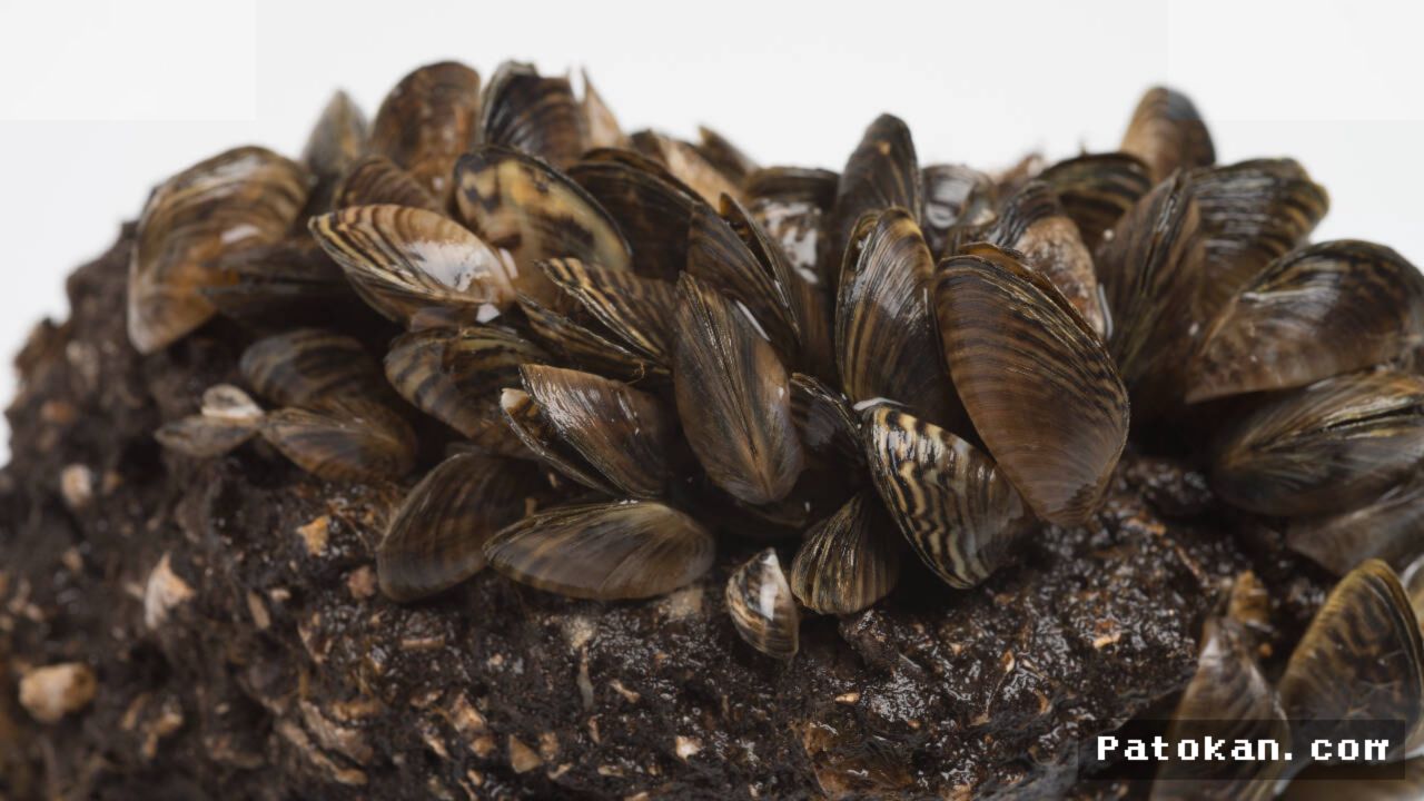 Ilmuwan Michigan Musnahkan 80 Persen Kerang Zebra Menggunakan Matras CO2