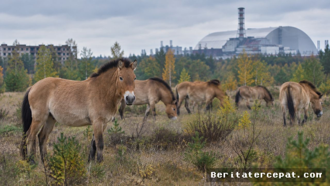 CHERNOBYL — Kuda Przewalski Langka Berhasil Berkembang Biak di Zona Radiasi