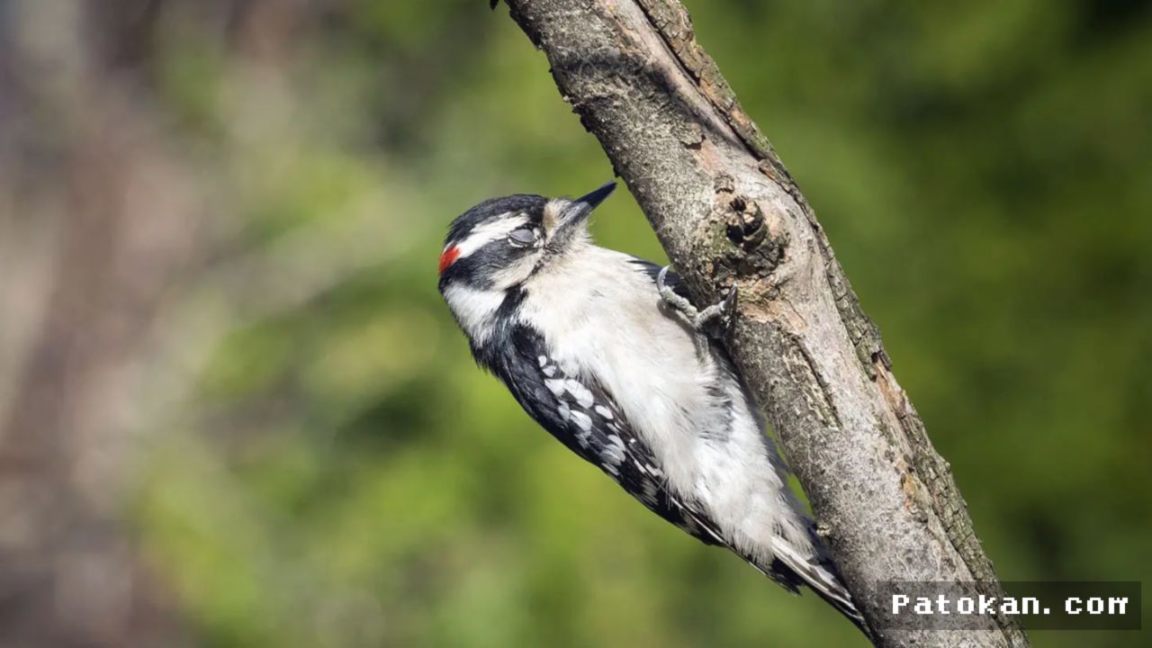 Sains Ungkap Mekanisme Burung Tidak Jatuh Saat Tidur di Dahan