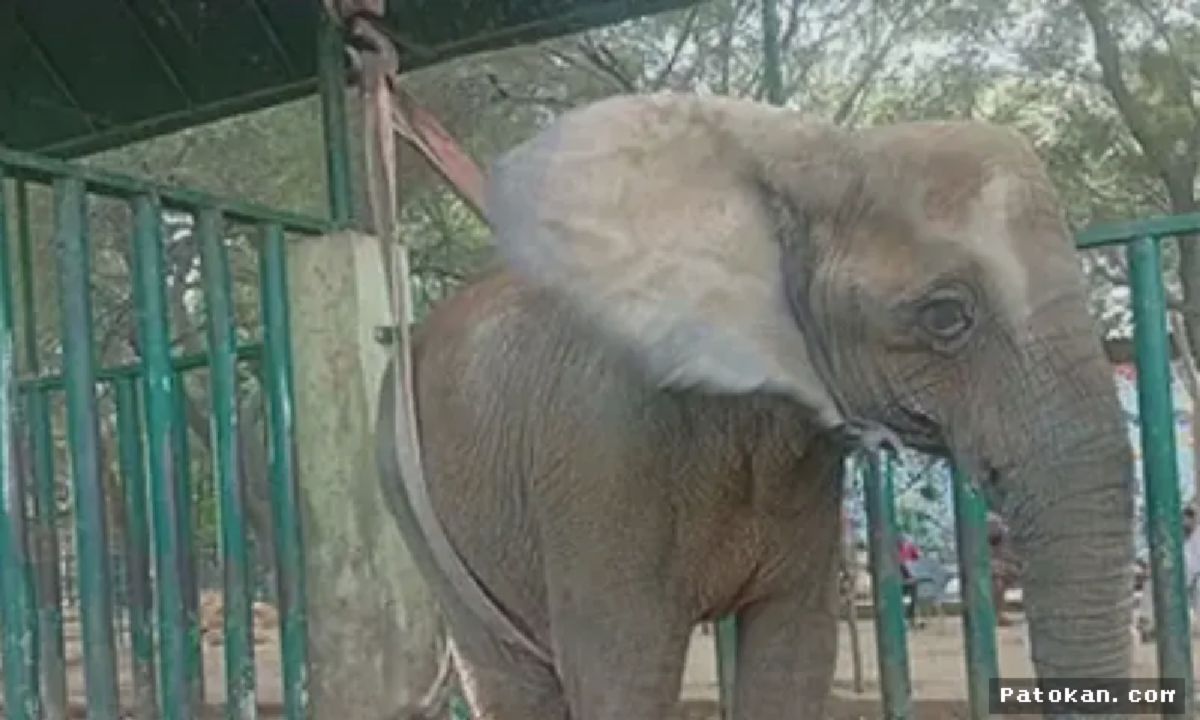 KARACHI — Gajah Madhubala Kritis Usai Roboh dan Dibantu Alat Berat