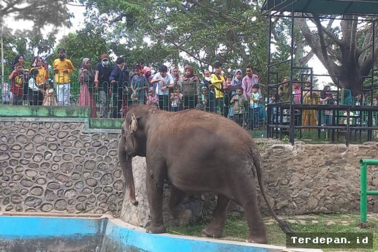 YOGYAKARTA — Pakar UGM Soroti Penanganan Gajah Zidan di Bukittinggi