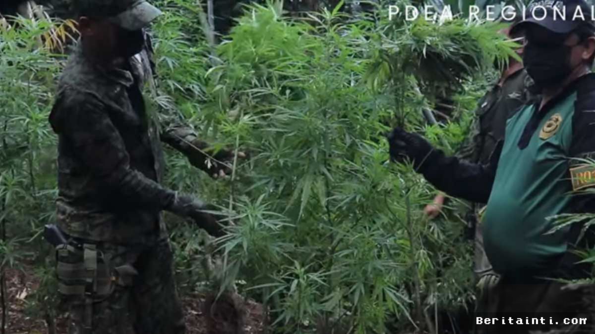 FILIPINA — Aparat Pemusnahkan Ladang Ganja Senilai 2,19 Juta Peso